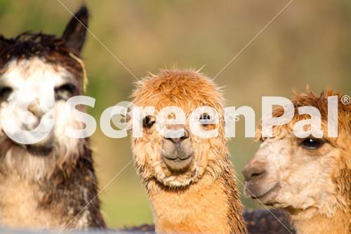 Gorgeous Alpacas From South America